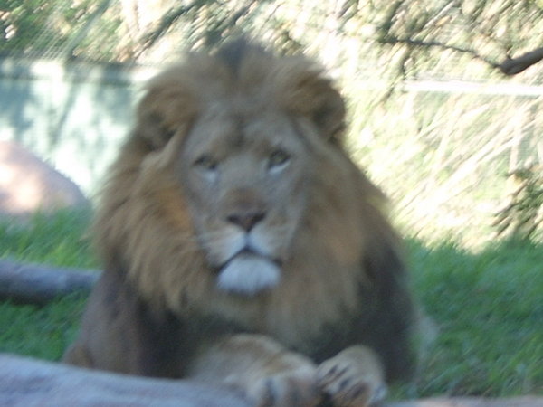 Yes, it is a lion in Perth zoo!