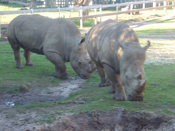 White rhinos at Perth zoo