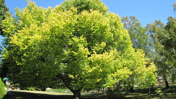A Hobart Tree