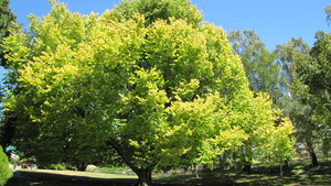 A Hobart Tree