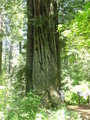 Large Redwood