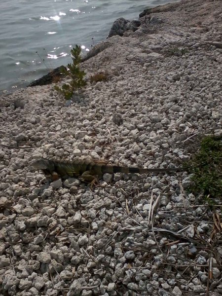 Iguana around the marina!