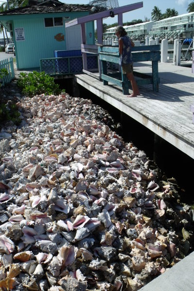 Where we put our Conch Shells