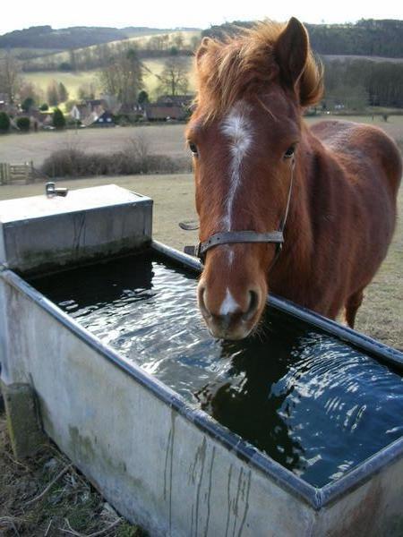 Thirsty pony