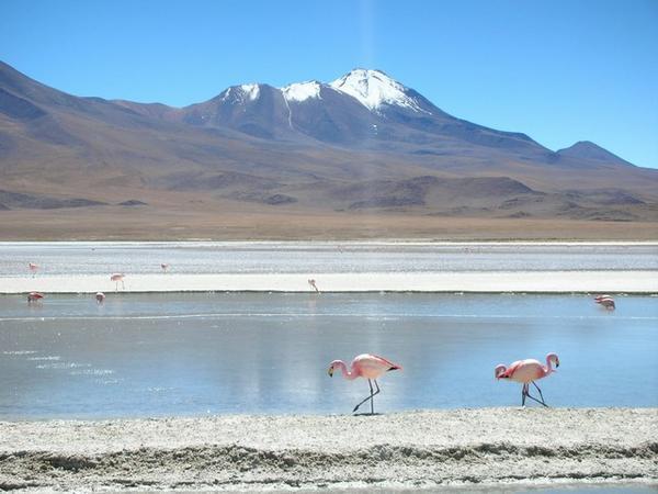 High altitude flamingos