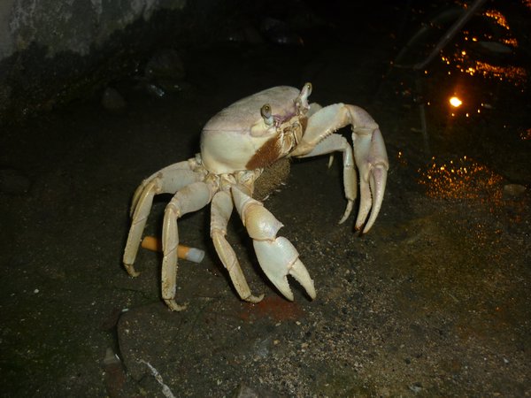 brave gigantic crab