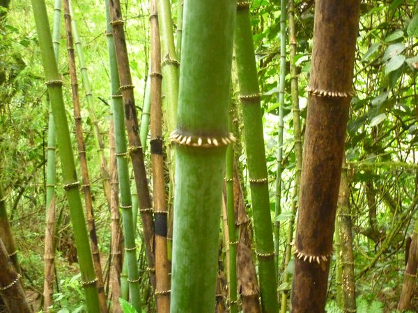 Killer Bamboo