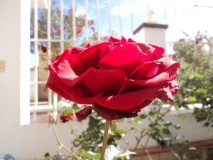 Pretty Rose, 