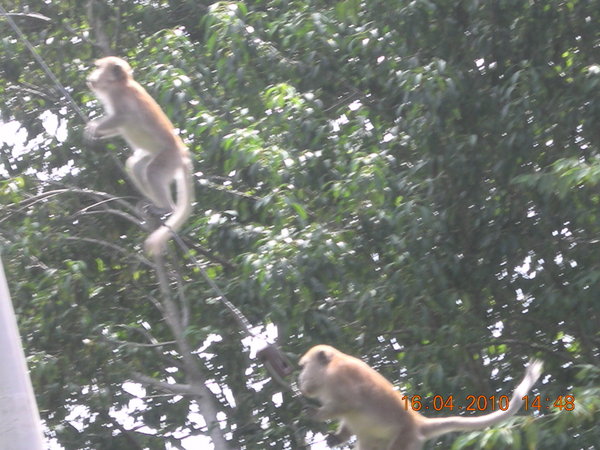 monkeys attacking!