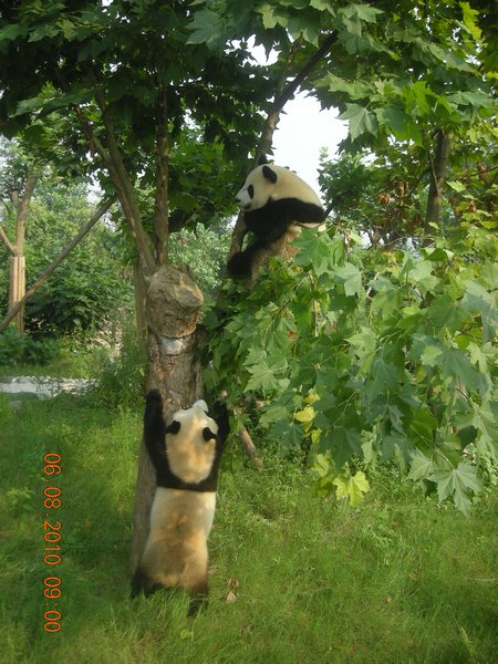 the panda is about to fall out of the tree!