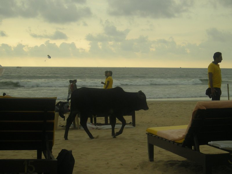A cow on the beach in Goa
