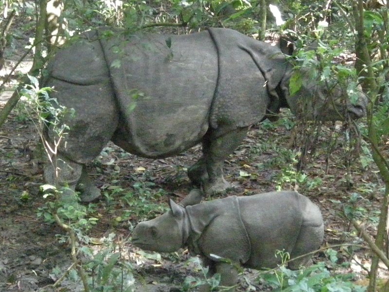 the mummy and baby rhino