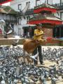 feeding the pigeons and cows!