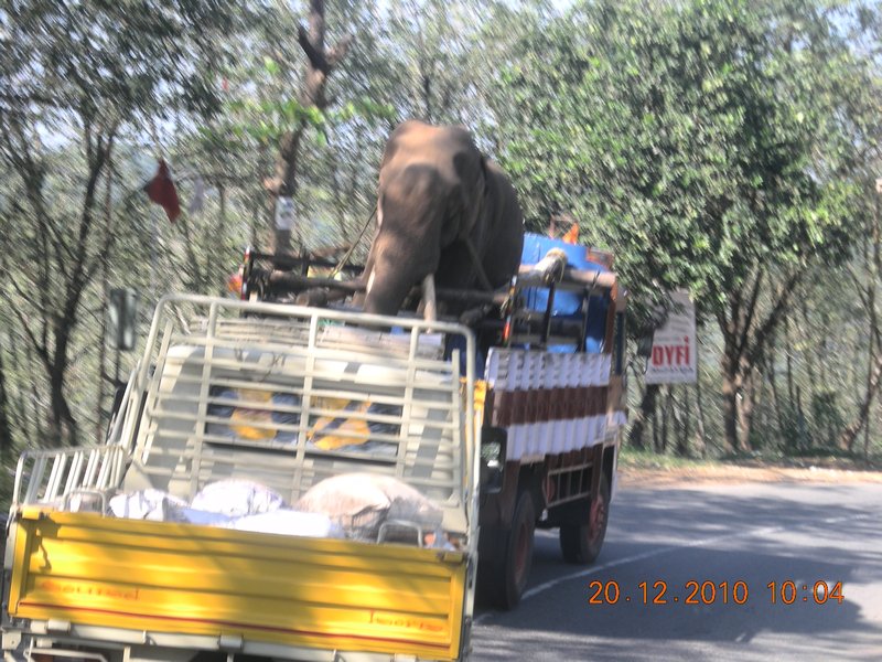 we saw this from one of our bus journeys...poor elephant