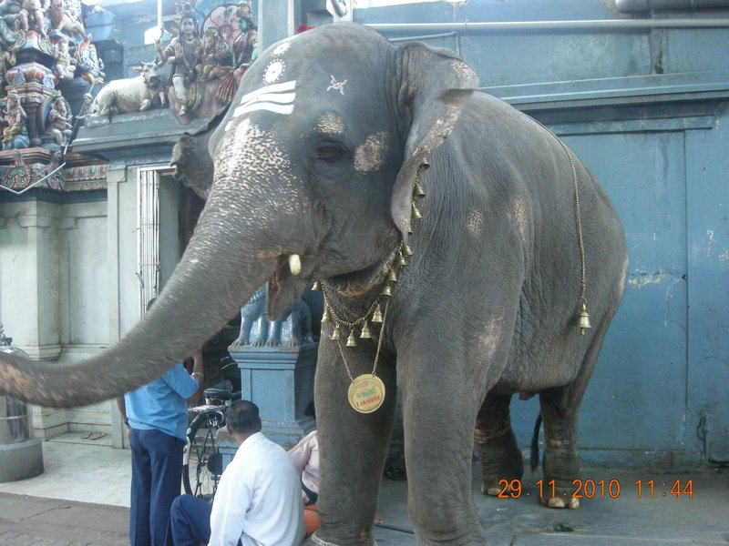 a temple elephant 