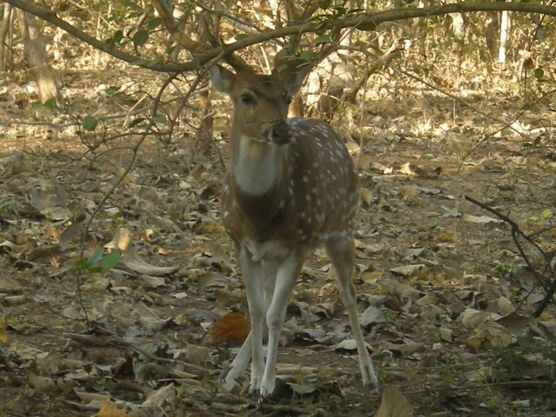 A spotted deer in Sasan Gir