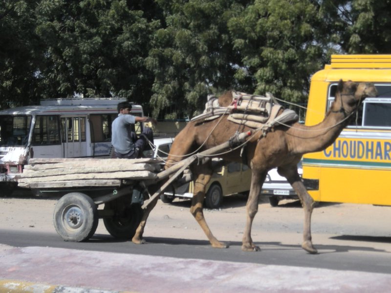 Local transport in Bikaner