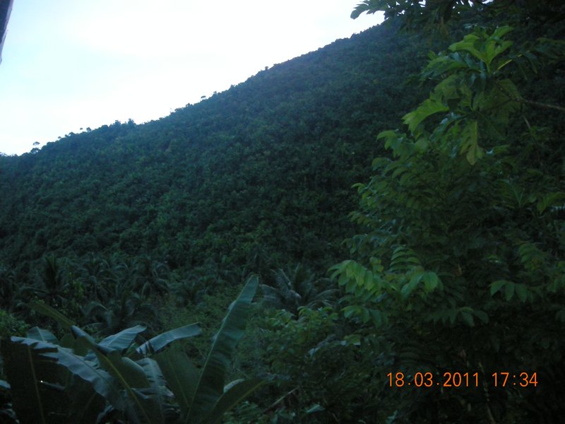 The jungle in Bohol