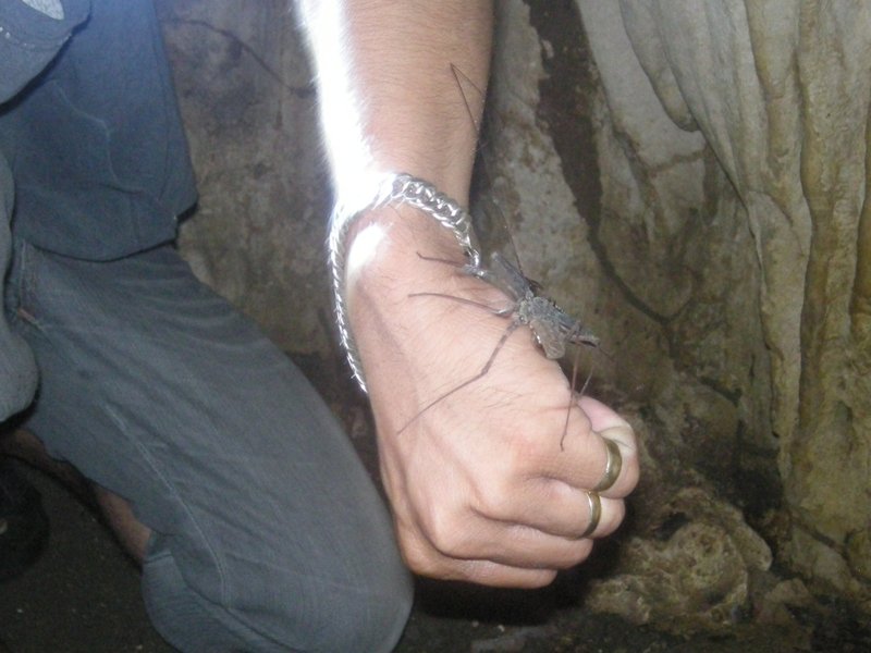 A big scary spider that lives in the cave