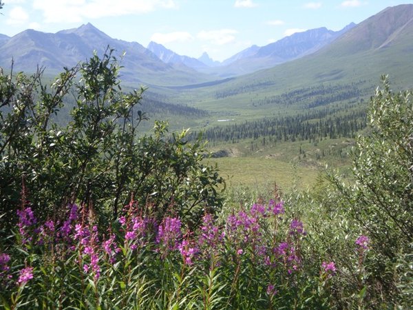 Fireweed everywher in the Tombstone range
