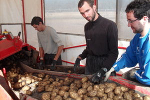 Potato Harvesting mit Fabien, Maxime & Eddie