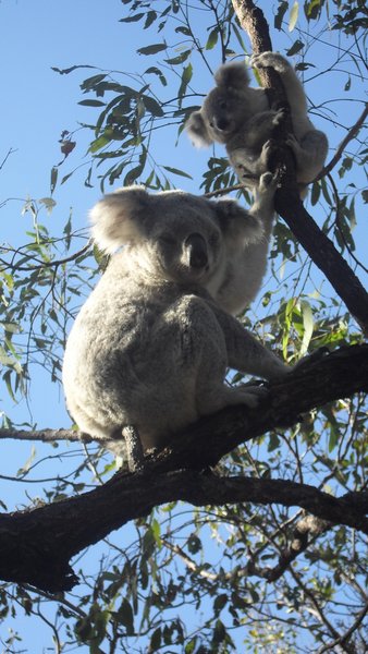 Koalas auf Magnetic Island