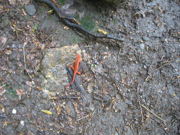 A red salemander