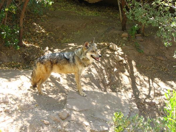 A nervously pacing wolf at the Sonora Desert Museum