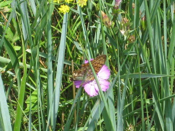 Butterfly on wildflower, Wokuotai