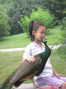 Child with Peacock
