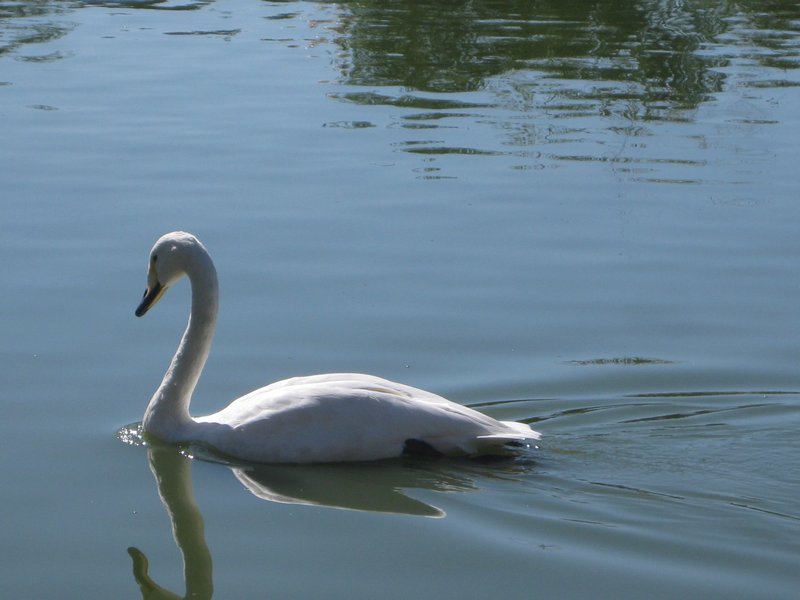 Swan posing elegantly