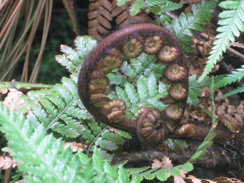 Young fern tree frond