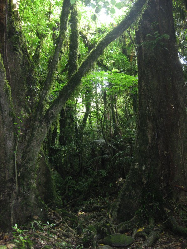 The woods on the path to Marakopo