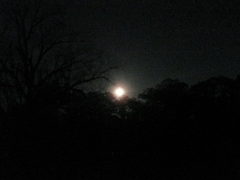 Moon haunted sky