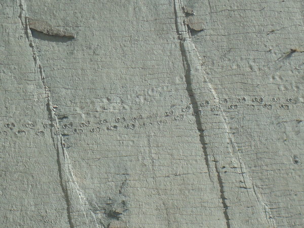 Dinosaur prints in the quarry