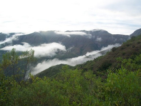 The cloudforest