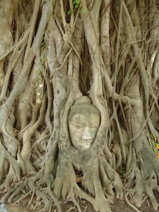 Buddha tree trap