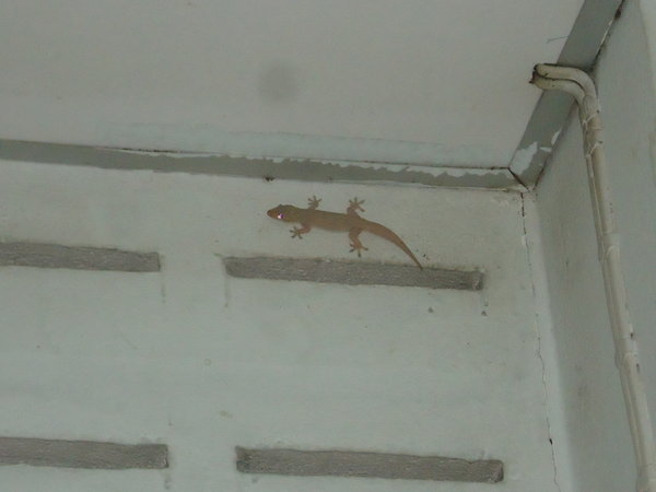 Bedroom Gecko