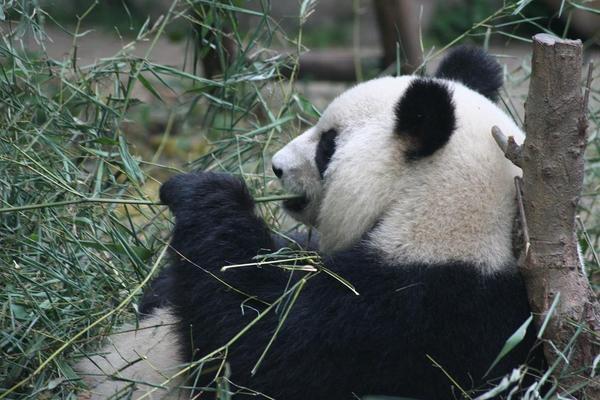 Gotta see the pandas!