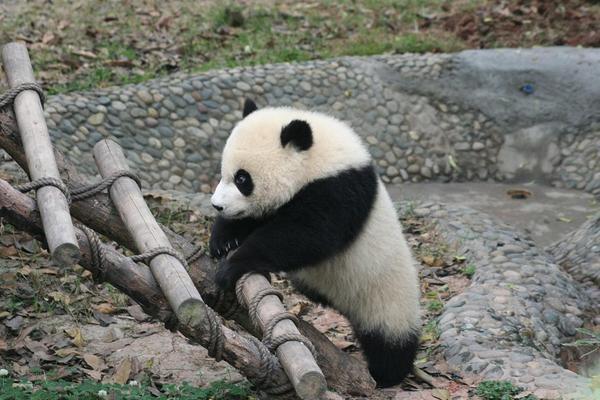 Gotta see the pandas!