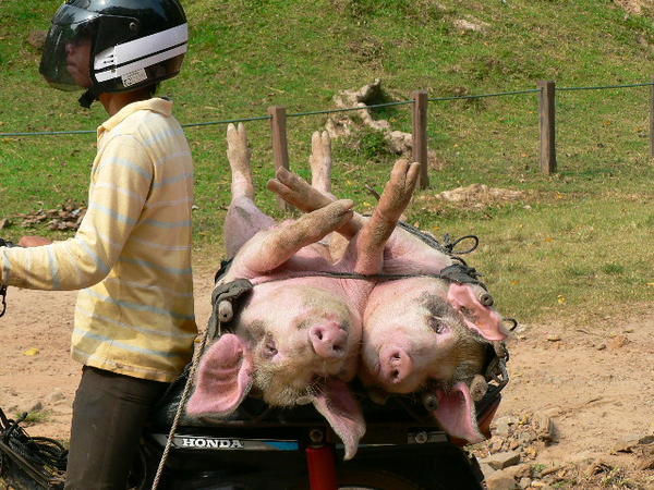 Pigs in transit