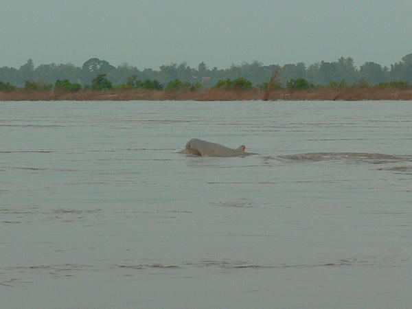 Irrawaddy Dolphin 