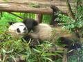 Panda activity