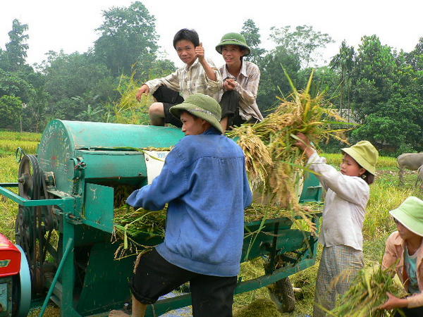 Harvesting Rice 
