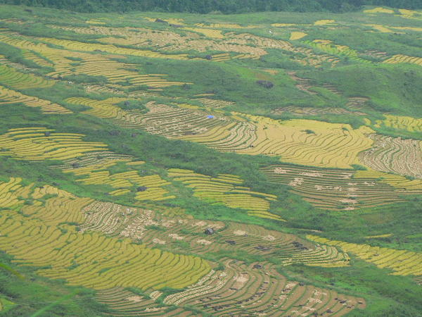 Rice Terraces 