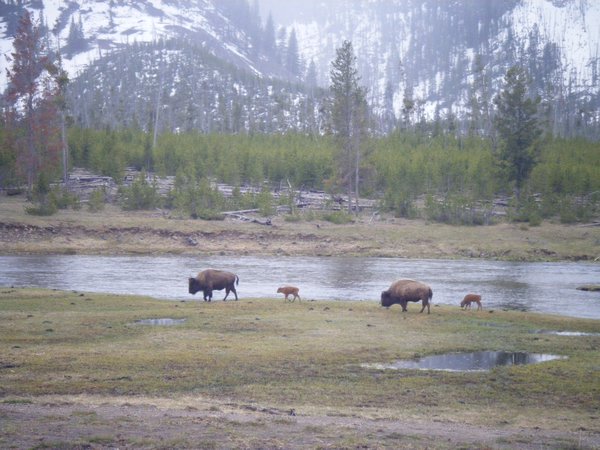 Two grown Bison and two young.
