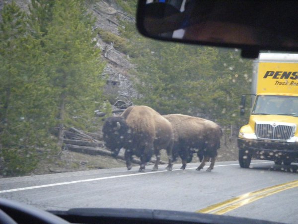 two bison walking on the road.