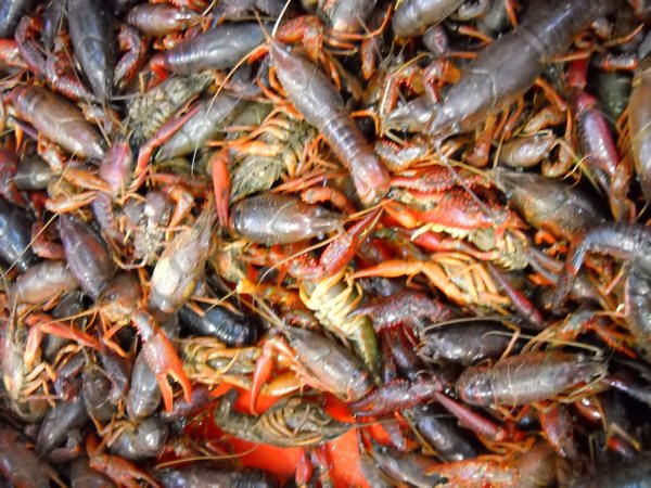 Trust Mart: Live Crayfish
