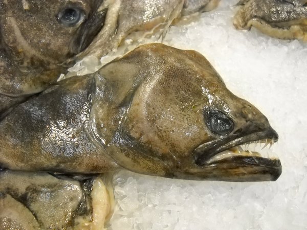 Trust Mart: Piranha/Toothed Fish