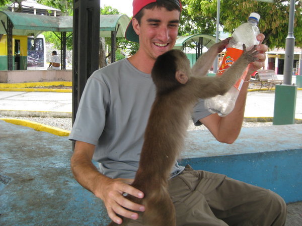Monkeys in Misahaullí